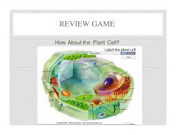 Students, teachers and rockstars alike all come. Cell Structure Function A Review Ppt Download