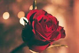 Holidate isimli bu romantik komedi aşk filminde sloane isimli genç bir kızın maceraları anlatılıyor. Romantik Pur Forsthaus Wingst