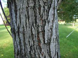 Image result for venturia saliciperda willow tree