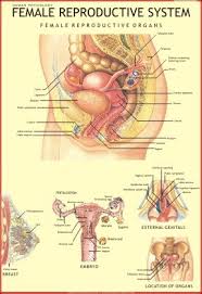 human anatomy charts