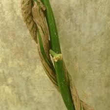 Image result for Thunbergia mildbraediana