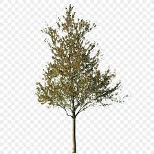 Maybe you would like to learn more about one of these? Tree Cut Out Silver Birch Norway Spruce Png 1024x1024px Tree Arborvitae Arecaceae Birch Branch Download Free