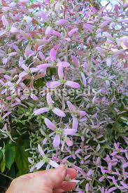 Image result for Congea