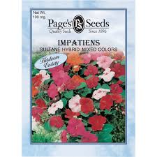 Image result for Impatiens kagamei