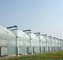 Customized Sawtooth Greenhouse Poly Film Greenhouse for Vegetables