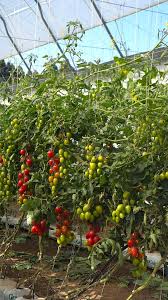 Image result for tomato Piccadilly
