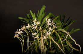 Image result for Rangaeris