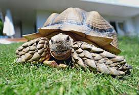 In der klassischen systematik werden sie zu den kriechtieren bzw. Ein Tierarzt Und Seine Schildkrote
