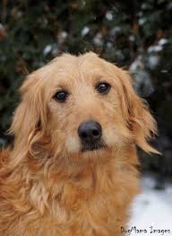 Learn more about homeward bound rescue in monticello, mn, and search the available pets they have up for adoption on petfinder. Adopt Lady On Petfinder Dog Adoption Dogs Golden Retriever Poodle Mix Dogs