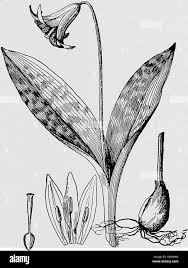 étamines de lys Banque dimages noir et blanc - Page 2 - Alamy