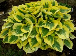 Maybe you would like to learn more about one of these? Hosta Liberty Carolyn S Shade Gardens