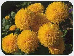 We did not find results for: Bathukamma Festival Vikaspedia