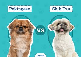 Image result for pekingese