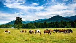 Tennessee's medical cannabis bill passes first senate committee, but fails in second committee; Gunstige Fluge Von Dresden Nach Tennessee Ab 821 Kayak