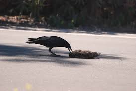 There are documented cases of squirrels, crows and other animals leaving gifts for humans who have. Crows Are Scavengers This One Is Eating A Dead Ground Squirrel In California They Will Also
