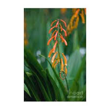 Image result for Kniphofia thomsonii