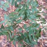 Image result for Philenoptera bussei