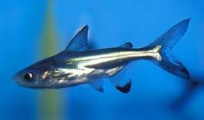 Iridescent Shark Fresh Water Fish Tank Tropical Fish Aquarium Freshwater Aquarium Fish