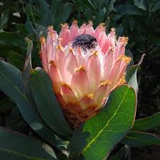 Proteas — saltar a navegación, búsqueda no debe confundirse con protea. About Proteas Protea Seeds