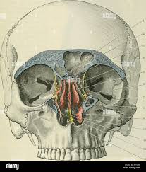 Middle nasal concha hi-res stock photography and images - Alamy