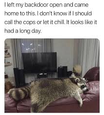 26 Random Memes And Posts To Keep You Distracted Funny Animal Memes Funny Animals Cute Funny Animals