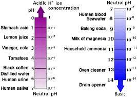 Chemistry Ii Water And Organic Molecules Zygote body is a free online 3d anatomy atlas. chemistry ii water and organic molecules