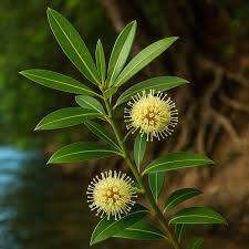 Image result for Breonadia salicina