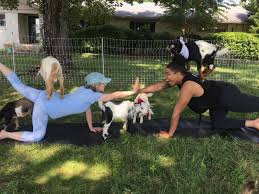 Maybe you would like to learn more about one of these? Goat Yoga Comes To Spring Hill Williamson Source