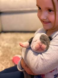 Profile for Chip Off The Olde Block Bulldogges