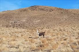 Most homes for sale in churchill county stay on the market for 67 days. Dead Camel Mountains Pic Heavy Rock Tumbling Hobby