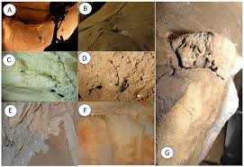 What lies at the hearth of the forest. Coatings Free Full Text On The Biodiversity And Biodeteriogenic Activity Of Microbial Communities Present In The Hypogenic Environment Of The Escoural Cave Alentejo Portugal Html