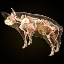 Pig Anatomy Heart 3d Model Feline Anatomy Animal Drawings Animal Skeletons