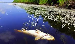 Perlu anda tahu bahwa mimpi ikan merupakan sebuah mimpi yang mengandung makna menarik, yang mana di bawah ini ada beberapa arti mimpi ikan menurut ajaran islam dan bagaimana cara. Mimpi Tentang Ikan Hidup Dan Mati Ikan Mati Hidup
