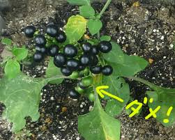 ガーデンハックルベリーを収穫＆試食 | 楽しい農業生活！