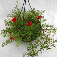 To have a good look at home, on the street. Portulaca 9 O Clock Red Plant Buy Portulaca Red Plant Online Lilplants