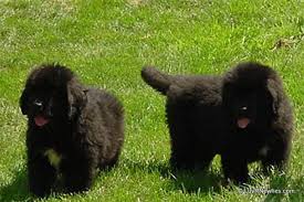 Iowa is known for its vast plains, and what glorious plains they are! Puppies Available Luv R Newfies