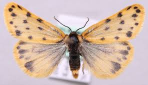 Image result for Setina roscida