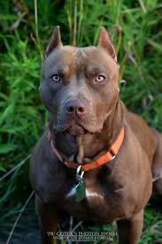 I M In Charge Here Pitbull Terrier American Pitbull Terrier Dog Breeds
