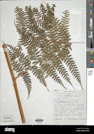 Image result for Commiphora mombassensis