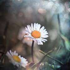 بساطة العيش الإستمتاع بالتفاصيل التناسي الشع ور الجميل والكثير من الهدوء يا الله خلفيات سكرابز باترن صور تمبلر خلفيات مصو wallpaper plants