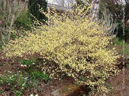 Image result for Pycreus xantholepis