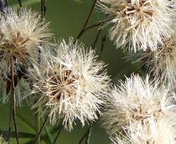 Image result for Vernonanthura