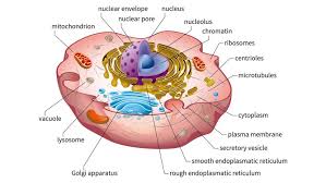 Draw a diagram of an animal cell and label at least eight organelles in it. Here S How Plant And Animal Cells Are Different Howstuffworks