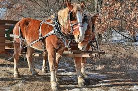 نتیجه جستجوی لغت [workhorses] در گوگل