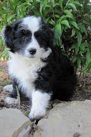 A Bordoodle Extremely Intelligent Cross Between Border Collie English Sheepdog And A Poodle Would Love One Bordoodle Collie Poodle Mix Cute Dog Mixes
