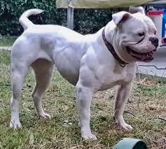 We did not find results for: That S A Muscles Wrap Massimo Bulldogs Facebook
