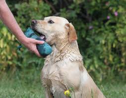 Labrador gør sig desuden godt i næsten ethvert klima, og de er nemme at træne og ivrige efter at behage. Labrador Retriever Skovagers Moss Lane Ben Gul Hanhund Formel 1 Jagthund Avlshan Labrador Til Avl