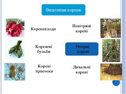 Платформа коренёво ⭐ , россия, московская область, люберецкий район, поселок городского типа красково, поселок коренёво, железнодорожная улица: Riznomanitnist Ta Vidozmini Vegetativnih Organiv