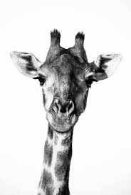Giraffe I Fine Art Photograph Beth Wold Fine Art Photography Wild Animals Photography Animals Black And White Wildlife Art