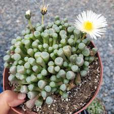 Image result for Tephrosia dasyphylla